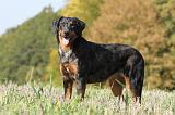 BEAUCERON 547